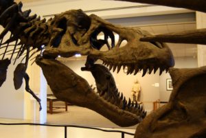 Dinosaur skull